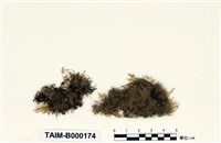 藏品(小樹平苔)的圖片